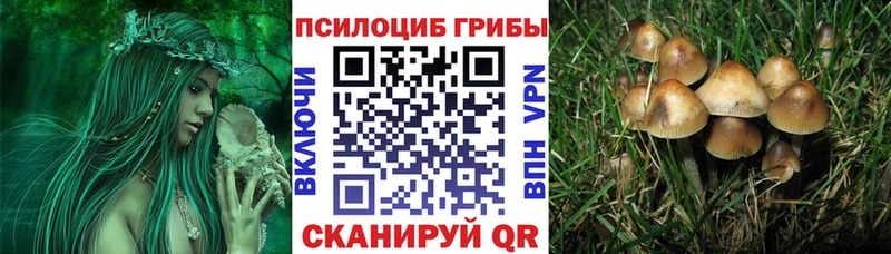 Купить закладки  Томск  Псилоцибиновые грибы GOLDEN TEACHER 